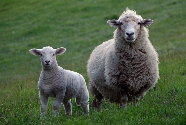 ovce a jehně